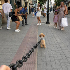 The Big Dawg™ Chain Leash
