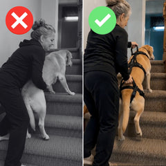 Pawwie LiftAssist™ Full-Body Harness