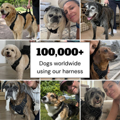 Pawwie LiftAssist™ Full-Body Harness